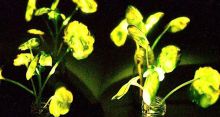 <font style='color:#000000'>MIT engineers develop glowing plants</font>