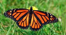 <font style='color:#000000'>Butterfly origin pushed back in time: Study</font>