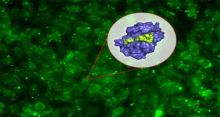 <font style='color:#000000'>MIT biologists design new peptide for cancer</font>