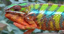 <font style='color:#000000'>Chameleons' secret glow comes from their bones</font>