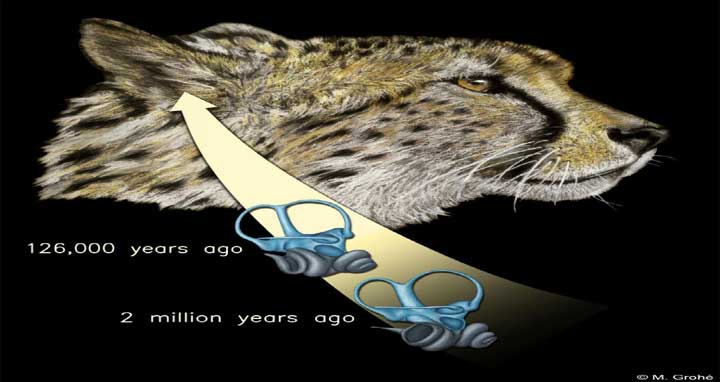 This illustration shows the evolution of the inner ear through deep time in the cheetah lineage. © Mélanie Grohé