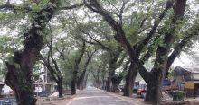 <font style='color:#000000'>Jessore Road to be upgraded without uprooting trees</font>