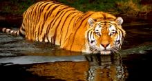 <font style='color:#000000'>Number of tigers in Sundarbans to increase: Experts</font>