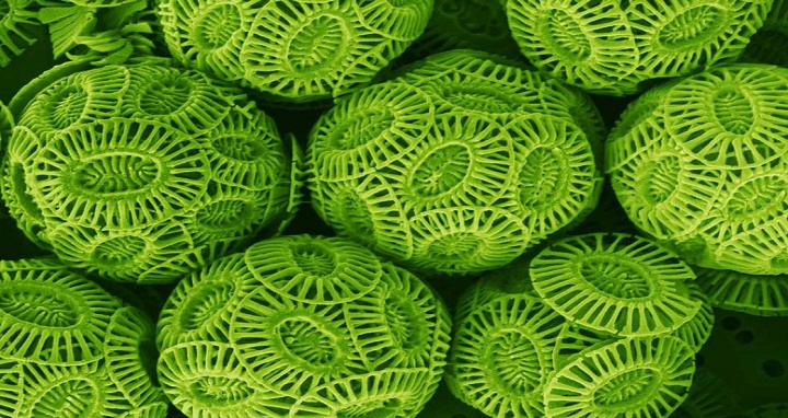 Coccolithophores, shown here under magnification, are food sources for small fish and zooplankton, and they also remove huge amounts of carbon from the ocean.