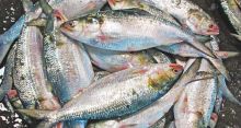 <font style='color:#000000'>Govt to increase fisheries production</font>
